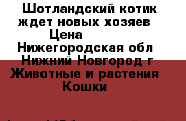 Шотландский котик ждет новых хозяев › Цена ­ 5 000 - Нижегородская обл., Нижний Новгород г. Животные и растения » Кошки   